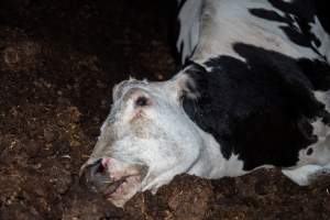 Cows, calves and bones on dead pile at dairy farm - Captured at Minko North Dairy, Korunye SA Australia.