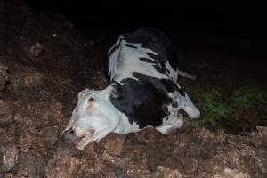 Cows, calves and bones on dead pile at dairy farm - Captured at Minko North Dairy, Korunye SA Australia.