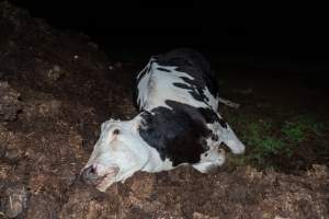 Cows, calves and bones on dead pile at dairy farm - Captured at Minko North Dairy, Korunye SA Australia.