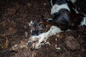 Cows, calves and bones on dead pile at dairy farm - Captured at Minko North Dairy, Korunye SA Australia.