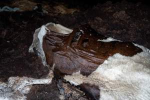 Cows, calves and bones on dead pile at dairy farm - Captured at Minko North Dairy, Korunye SA Australia.
