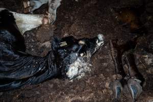 Cows, calves and bones on dead pile at dairy farm - Captured at Minko North Dairy, Korunye SA Australia.