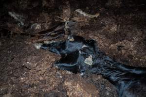 Cows, calves and bones on dead pile at dairy farm - Captured at Minko North Dairy, Korunye SA Australia.