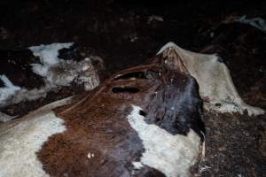 Cows, calves and bones on dead pile at dairy farm - Captured at Minko North Dairy, Korunye SA Australia.