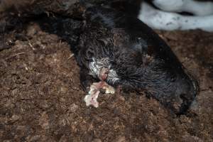 Cows, calves and bones on dead pile at dairy farm - Captured at Minko North Dairy, Korunye SA Australia.