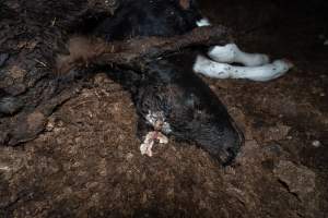 Cows, calves and bones on dead pile at dairy farm - Captured at Minko North Dairy, Korunye SA Australia.