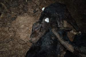 Cows, calves and bones on dead pile at dairy farm - Captured at Minko North Dairy, Korunye SA Australia.