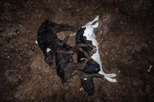 Cows, calves and bones on dead pile at dairy farm - Captured at Minko North Dairy, Korunye SA Australia.