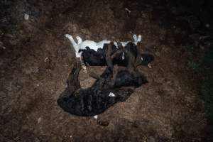 Cows, calves and bones on dead pile at dairy farm - Captured at Minko North Dairy, Korunye SA Australia.