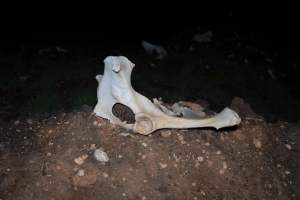 Cows, calves and bones on dead pile at dairy farm - Captured at Minko North Dairy, Korunye SA Australia.