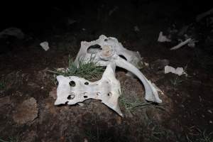 Cows, calves and bones on dead pile at dairy farm - Captured at Minko North Dairy, Korunye SA Australia.