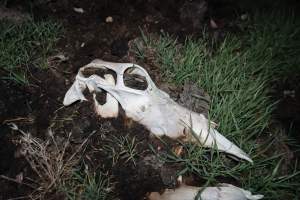 Cows, calves and bones on dead pile at dairy farm - Captured at Minko North Dairy, Korunye SA Australia.