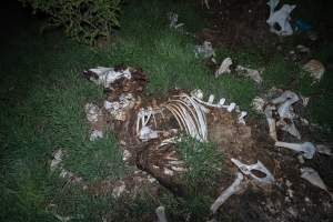 Cows, calves and bones on dead pile at dairy farm - Captured at Minko North Dairy, Korunye SA Australia.