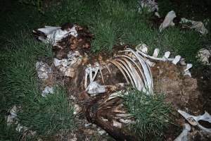 Cows, calves and bones on dead pile at dairy farm - Captured at Minko North Dairy, Korunye SA Australia.