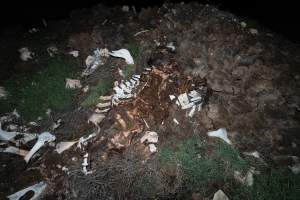 Cows, calves and bones on dead pile at dairy farm - Captured at Minko North Dairy, Korunye SA Australia.