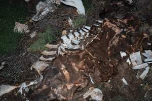 Cows, calves and bones on dead pile at dairy farm - Captured at Minko North Dairy, Korunye SA Australia.