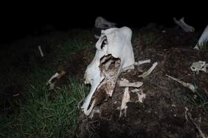 Cows, calves and bones on dead pile at dairy farm - Captured at Minko North Dairy, Korunye SA Australia.