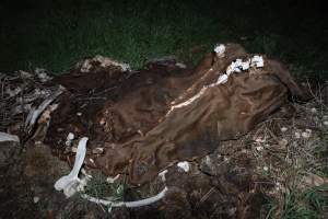 Cows, calves and bones on dead pile at dairy farm - Captured at Minko North Dairy, Korunye SA Australia.