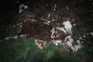 Cows, calves and bones on dead pile at dairy farm - Captured at Minko North Dairy, Korunye SA Australia.