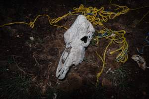 Cows, calves and bones on dead pile at dairy farm - Captured at Minko North Dairy, Korunye SA Australia.
