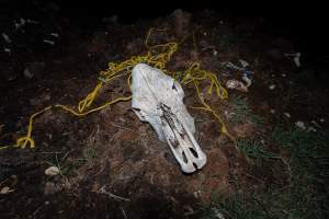Cows, calves and bones on dead pile at dairy farm - Captured at Minko North Dairy, Korunye SA Australia.