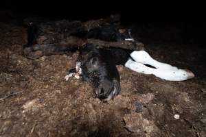 Cows, calves and bones on dead pile at dairy farm - Captured at Minko North Dairy, Korunye SA Australia.