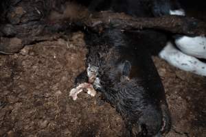 Cows, calves and bones on dead pile at dairy farm - Captured at Minko North Dairy, Korunye SA Australia.