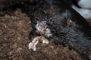 Cows, calves and bones on dead pile at dairy farm - Captured at Minko North Dairy, Korunye SA Australia.