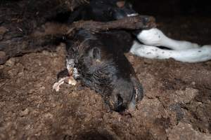 Cows, calves and bones on dead pile at dairy farm - Captured at Minko North Dairy, Korunye SA Australia.