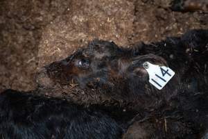 Cows, calves and bones on dead pile at dairy farm - Captured at Minko North Dairy, Korunye SA Australia.