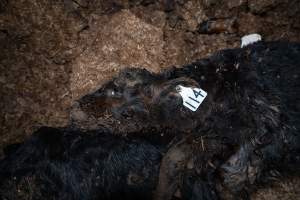 Cows, calves and bones on dead pile at dairy farm - Captured at Minko North Dairy, Korunye SA Australia.