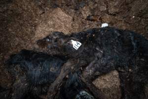 Cows, calves and bones on dead pile at dairy farm - Captured at Minko North Dairy, Korunye SA Australia.