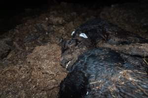 Cows, calves and bones on dead pile at dairy farm - Captured at Minko North Dairy, Korunye SA Australia.