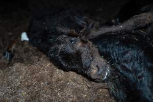 Cows, calves and bones on dead pile at dairy farm - Captured at Minko North Dairy, Korunye SA Australia.