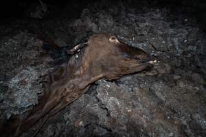 Cows, calves and bones on dead pile at dairy farm - Captured at Minko North Dairy, Korunye SA Australia.
