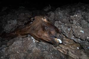 Cows, calves and bones on dead pile at dairy farm - Captured at Minko North Dairy, Korunye SA Australia.
