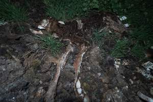 Cows, calves and bones on dead pile at dairy farm - Captured at Minko North Dairy, Korunye SA Australia.