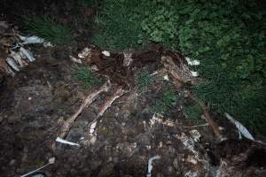 Cows, calves and bones on dead pile at dairy farm - Captured at Minko North Dairy, Korunye SA Australia.