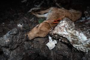 Cows, calves and bones on dead pile at dairy farm - Captured at Minko North Dairy, Korunye SA Australia.