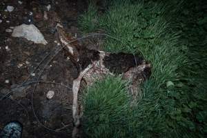Cows, calves and bones on dead pile at dairy farm - Captured at Minko North Dairy, Korunye SA Australia.