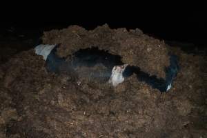 Cows, calves and bones on dead pile at dairy farm - Captured at Minko North Dairy, Korunye SA Australia.