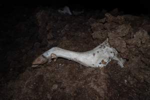 Cows, calves and bones on dead pile at dairy farm - Captured at Minko North Dairy, Korunye SA Australia.