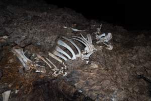 Cows, calves and bones on dead pile at dairy farm - Captured at Minko North Dairy, Korunye SA Australia.