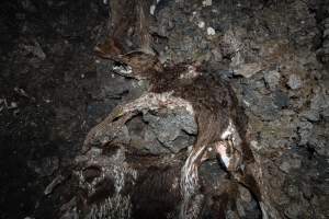 Cows, calves and bones on dead pile at dairy farm - Captured at Minko North Dairy, Korunye SA Australia.
