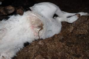 Cows, calves and bones on dead pile at dairy farm - Captured at Minko North Dairy, Korunye SA Australia.