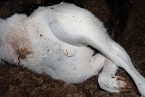 Cows, calves and bones on dead pile at dairy farm - Captured at Minko North Dairy, Korunye SA Australia.