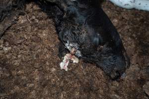 Cows, calves and bones on dead pile at dairy farm - Captured at Minko North Dairy, Korunye SA Australia.