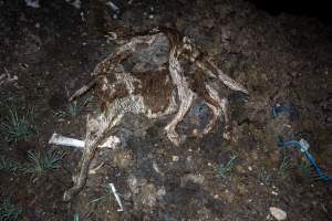 Cows, calves and bones on dead pile at dairy farm - Captured at Minko North Dairy, Korunye SA Australia.