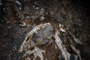 Cows, calves and bones on dead pile at dairy farm - Captured at Minko North Dairy, Korunye SA Australia.
