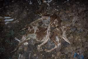 Cows, calves and bones on dead pile at dairy farm - Captured at Minko North Dairy, Korunye SA Australia.